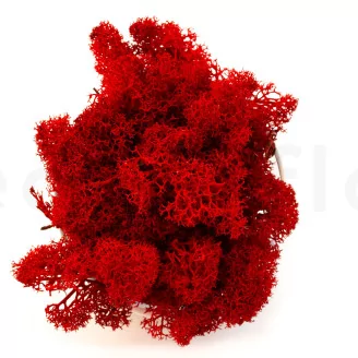 Preserved Reindeer Moss Red (Creabox M)