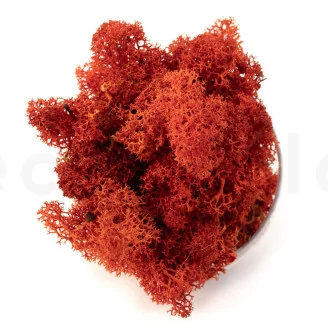 Preserved Reindeer Moss Orange (Creabox M)