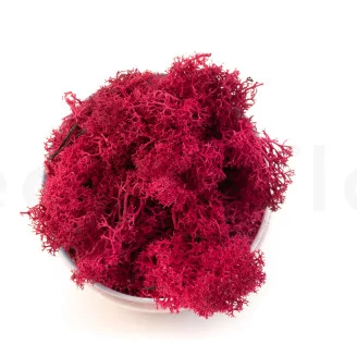 Preserved Reindeer Moss Fuchsia (Creabox M)