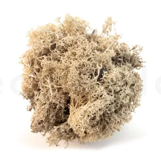 Preserved Reindeer Moss Cream (Creabox M)