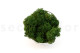 Preserved Reindeer Moss - Creabox M - Forest Green 3