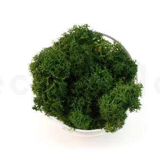 Preserved Reindeer Moss Forest Green (Creabox M)
