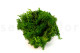 Preserved Reindeer Moss - Creabox M - Nature Green 3