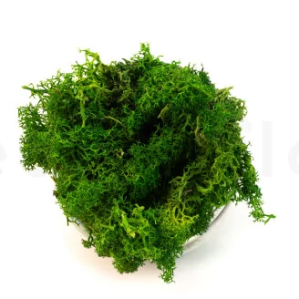 Preserved Reindeer Moss Nature Green (Creabox M)