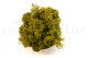 Preserved Reindeer Moss - Creabox M - Medium Green 3