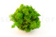 Preserved Reindeer Moss - Creabox M - Light Green 3