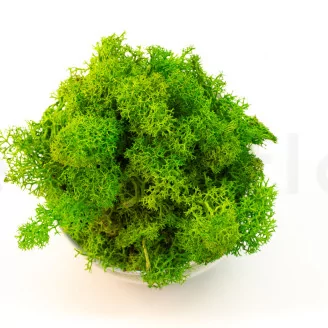 Preserved Reindeer Moss Light Green (Creabox M)