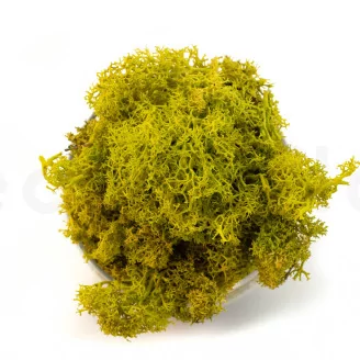 Preserved Reindeer Moss Lime Green (Creabox M)