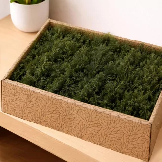 Preserved Air Fern Green (Creabox M)