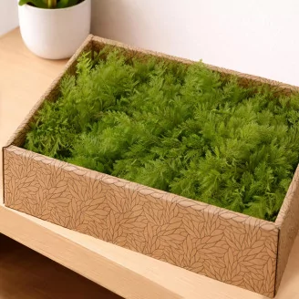 Preserved Air Fern Light Green (Creabox M)