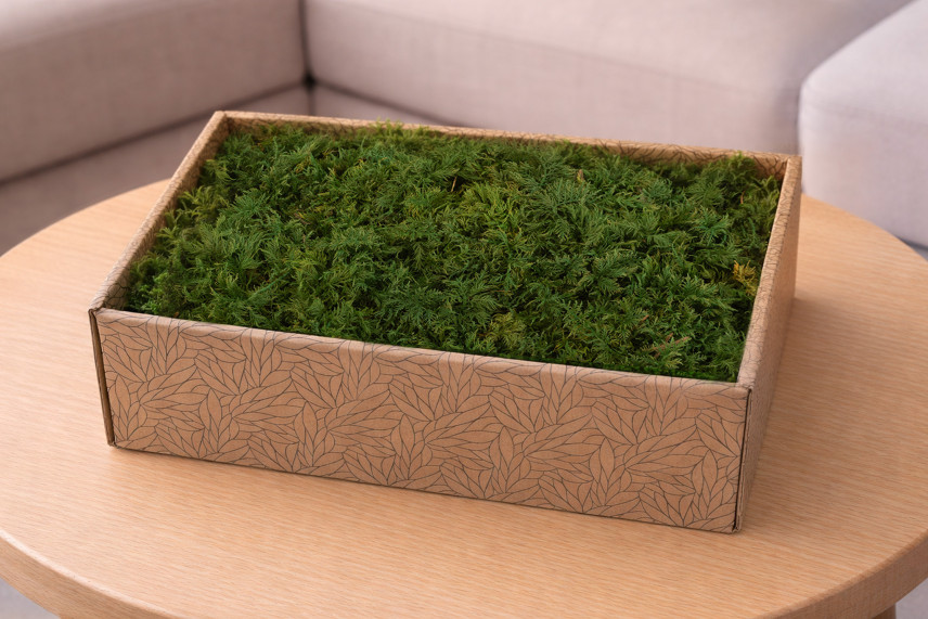 Preserved Fern Moss - Creabox M - Green