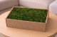 Preserved Fern Moss - Creabox M - Green 1