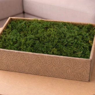 Preserved Fern Moss (Creabox M)