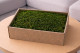 Preserved Long Moss - Creabox M - Green 1