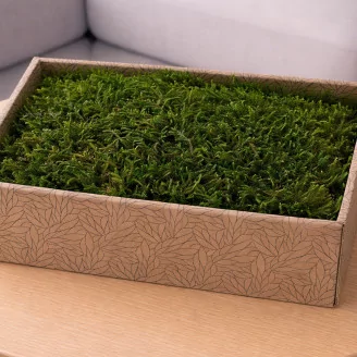 Preserved Long Moss (Creabox M)