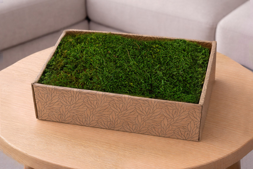 Preserved Sheet Moss - Creabox M - Green