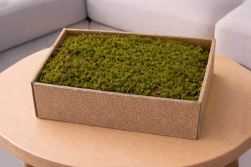 Preserved Rock Moss - Creabox M - Green
