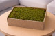 Preserved Rock Moss - Creabox M - Green 1