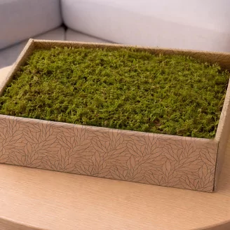 Preserved Rock Moss (Creabox M)