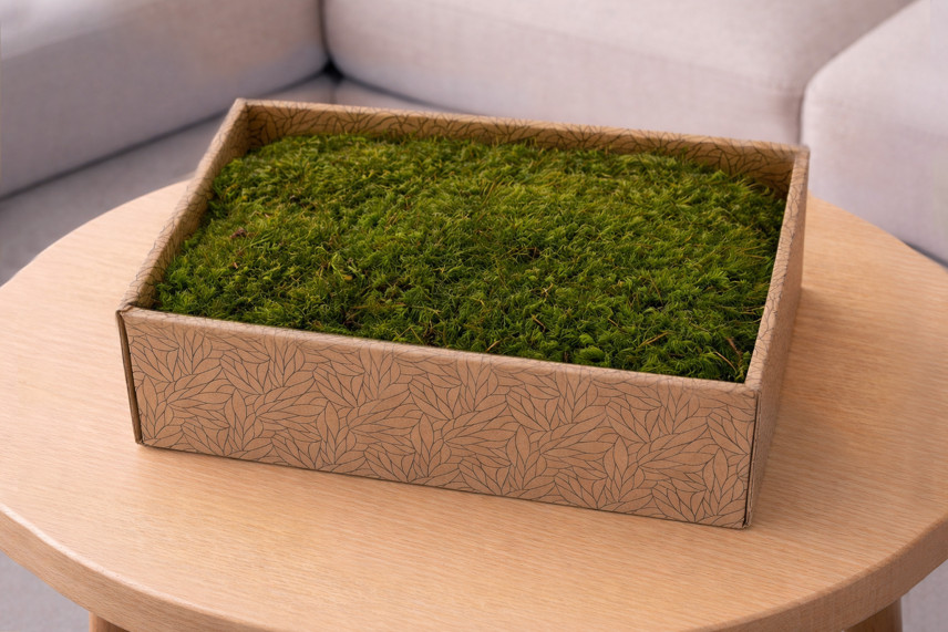 Preserved Mood Moss - Creabox M - Light Green