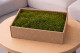 Preserved Mood Moss - Creabox M - Light Green 1