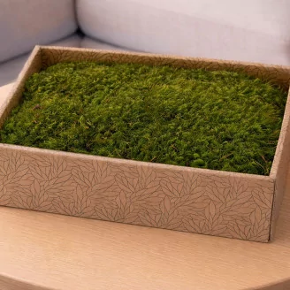 Preserved Mood Moss Light Green (Creabox M)