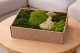 Preserved Moss Mix - Creabox M 1