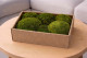 Preserved Pole Moss Nature Green (Creabox M) 1