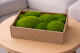 Preserved Pole Moss - Creabox M - Light Green 1