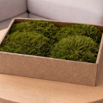 Preserved Mood Moss Nature Green (Creabox M)