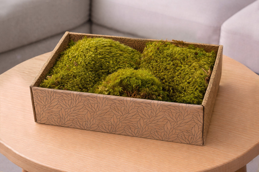 Preserved Hair Moss - Creabox M - Light Green