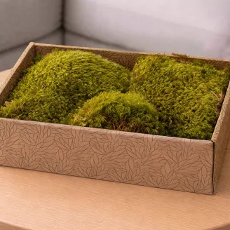 Preserved Hair Moss (Creabox M)