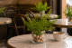 Preserved Lutti Fern Fresh Green 1