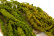 Preserved Amaranthus - Light Green 2