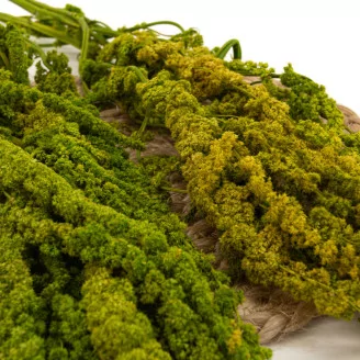 Preserved Amaranthus - Light Green