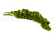 Preserved Amaranthus - Light Green 3