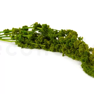 Preserved Amaranthus - Light Green