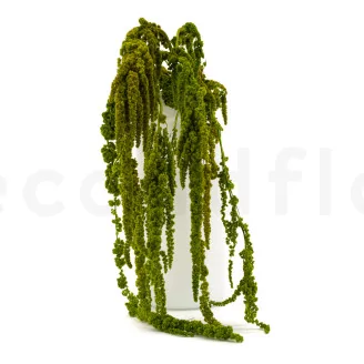 Preserved Amaranthus - Light Green