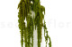 Preserved Amaranthus - Light Green 5