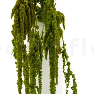 Preserved Amaranthus - Light Green
