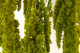 Preserved Amaranthus - Light Green 6