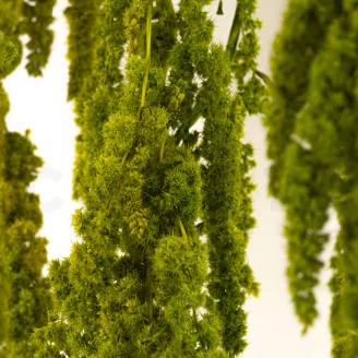 Preserved Amaranthus - Light Green