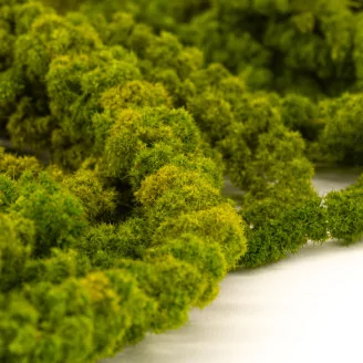 Preserved Amaranthus - Light Green