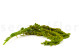 Preserved Amaranthus - Light Green 9