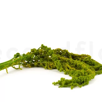 Preserved Amaranthus - Light Green