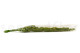 Preserved Amaranthus - Light Green 10