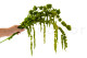 Preserved Amaranthus - Light Green 7
