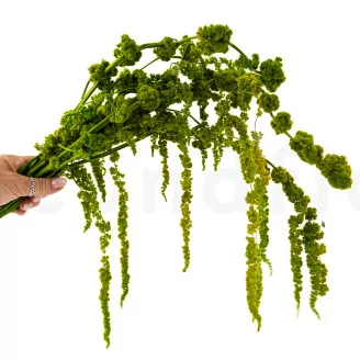 Preserved Amaranthus - Light Green
