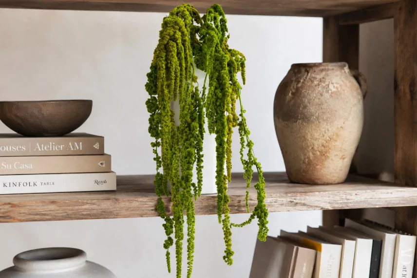 Preserved Amaranthus - Light Green