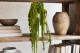 Preserved Amaranthus - Light Green 1